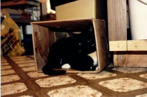 Box_Cat.jpg